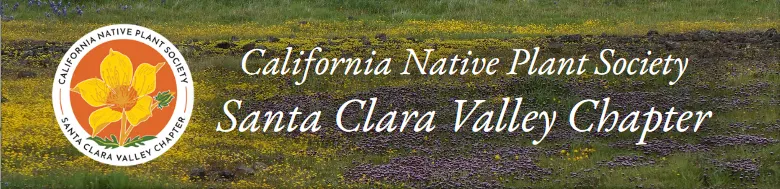 Screenshot of old website header: Field of flowers background with logo
